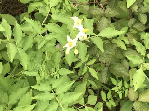 Solanum chacoense Bitter resmi