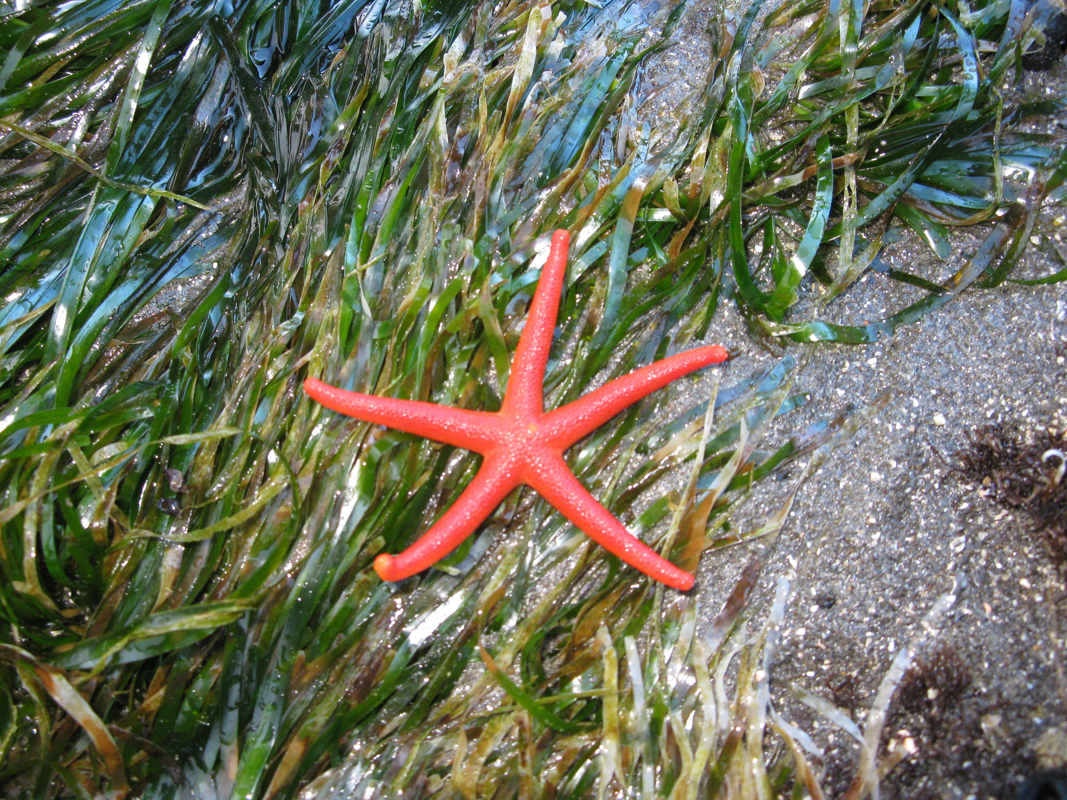 Image of Pacific blood star