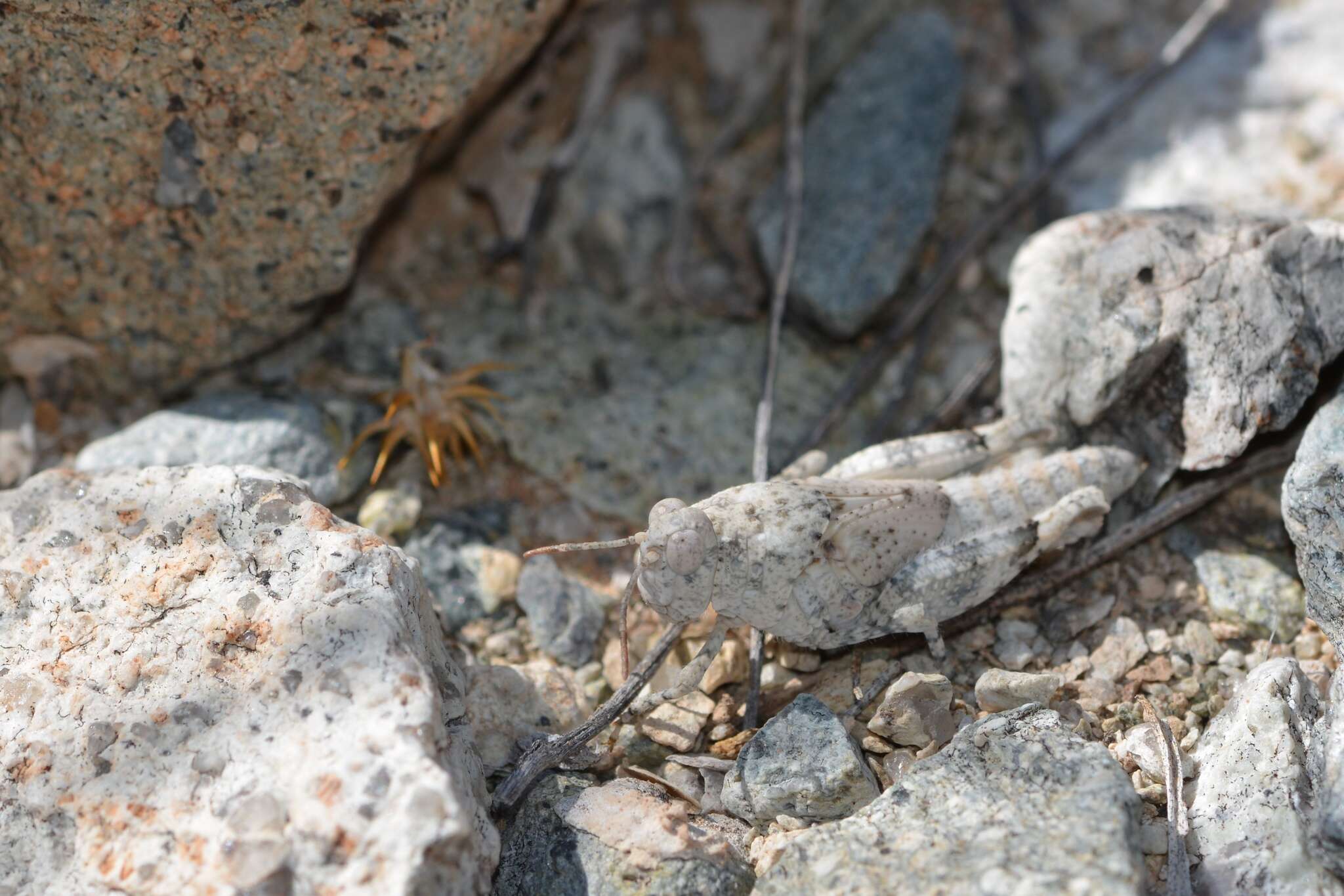 Image of Cream Grasshopper