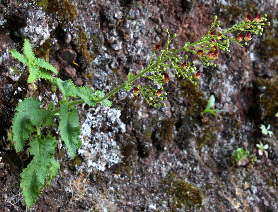 Image of Scrophularia hirta Lowe