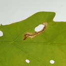 Image of Finite-channeled Leafminer Moth