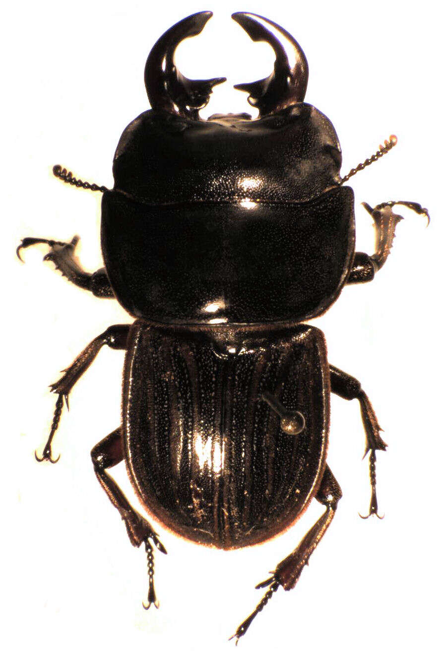 Image of Helms' stag beetle