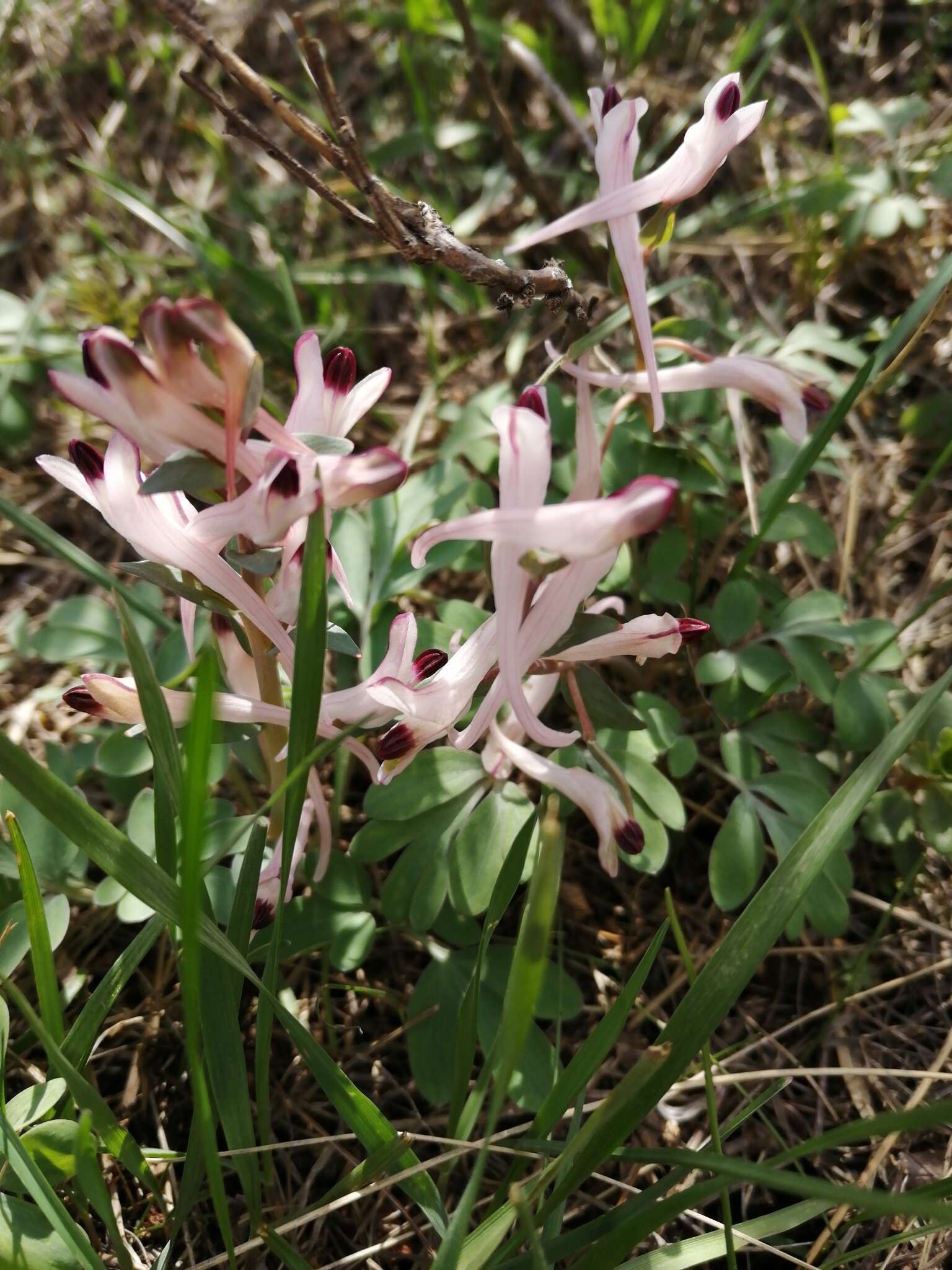 Image of Corydalis schanginii (Pall.) B. Fedtsch.