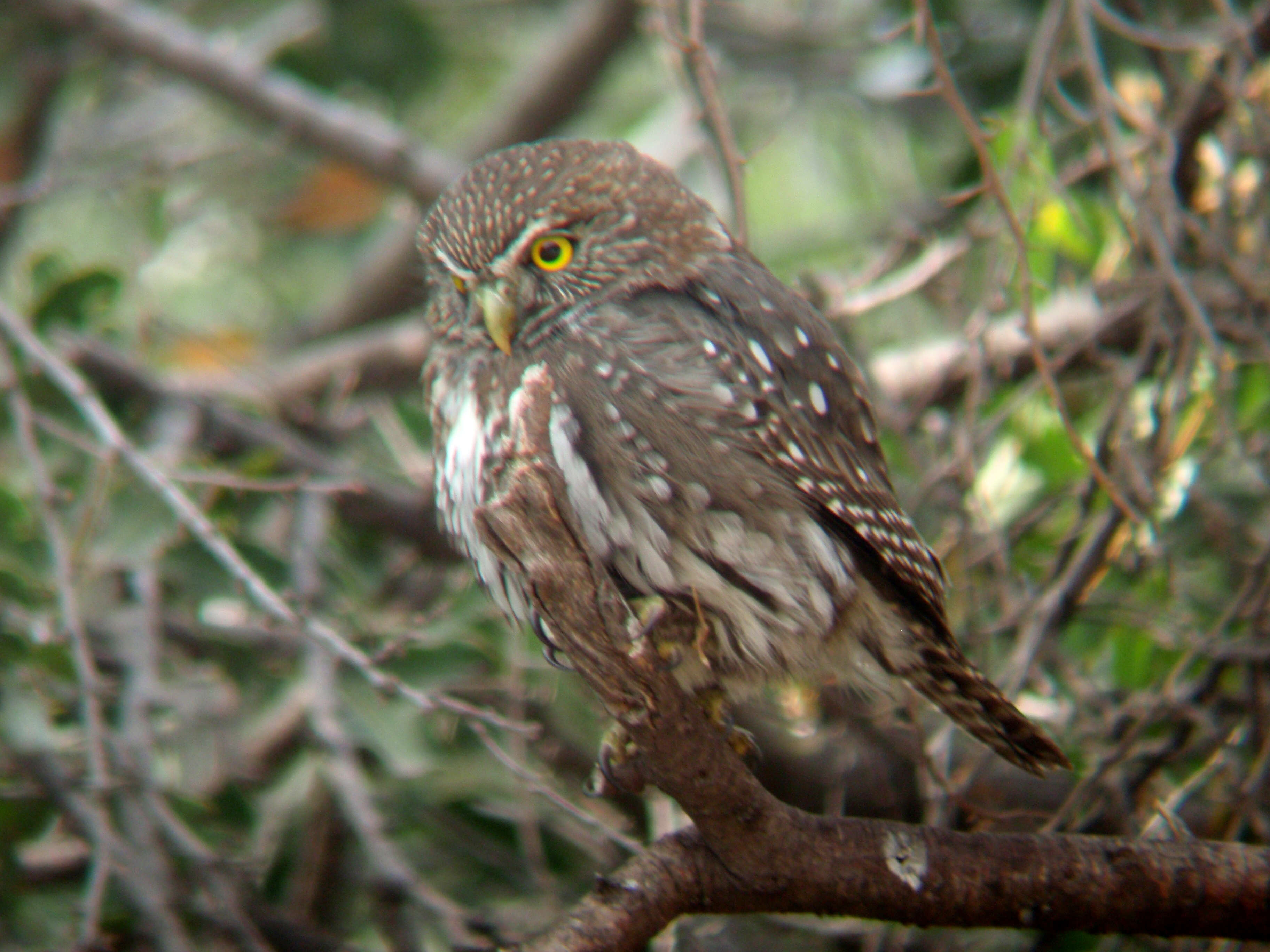 Image of Austral Pygmy Owl