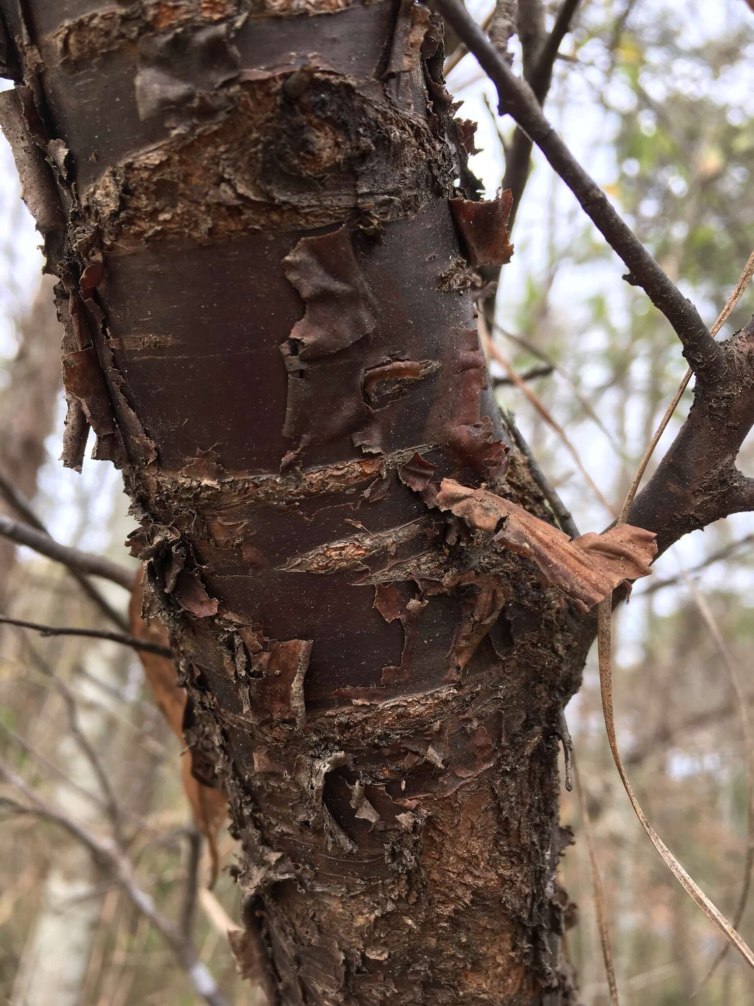 Prunus umbellata Ell. resmi