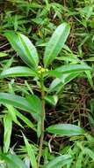 Image of Euphorbia tetraptera Baker