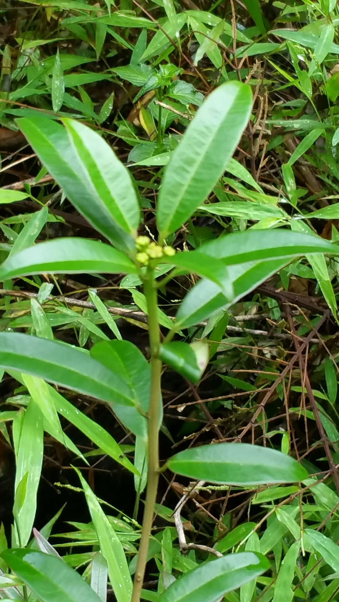 Sivun Euphorbia tetraptera Baker kuva