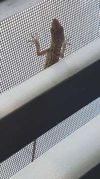 Image of Striped Anole