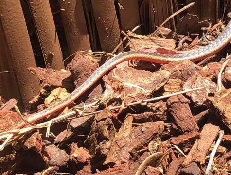 Image of Alameda Striped Racer