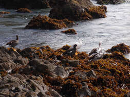 Image of Kelp Goose