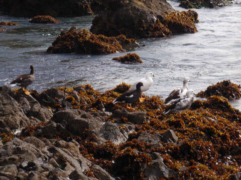 Image de Ouette marine