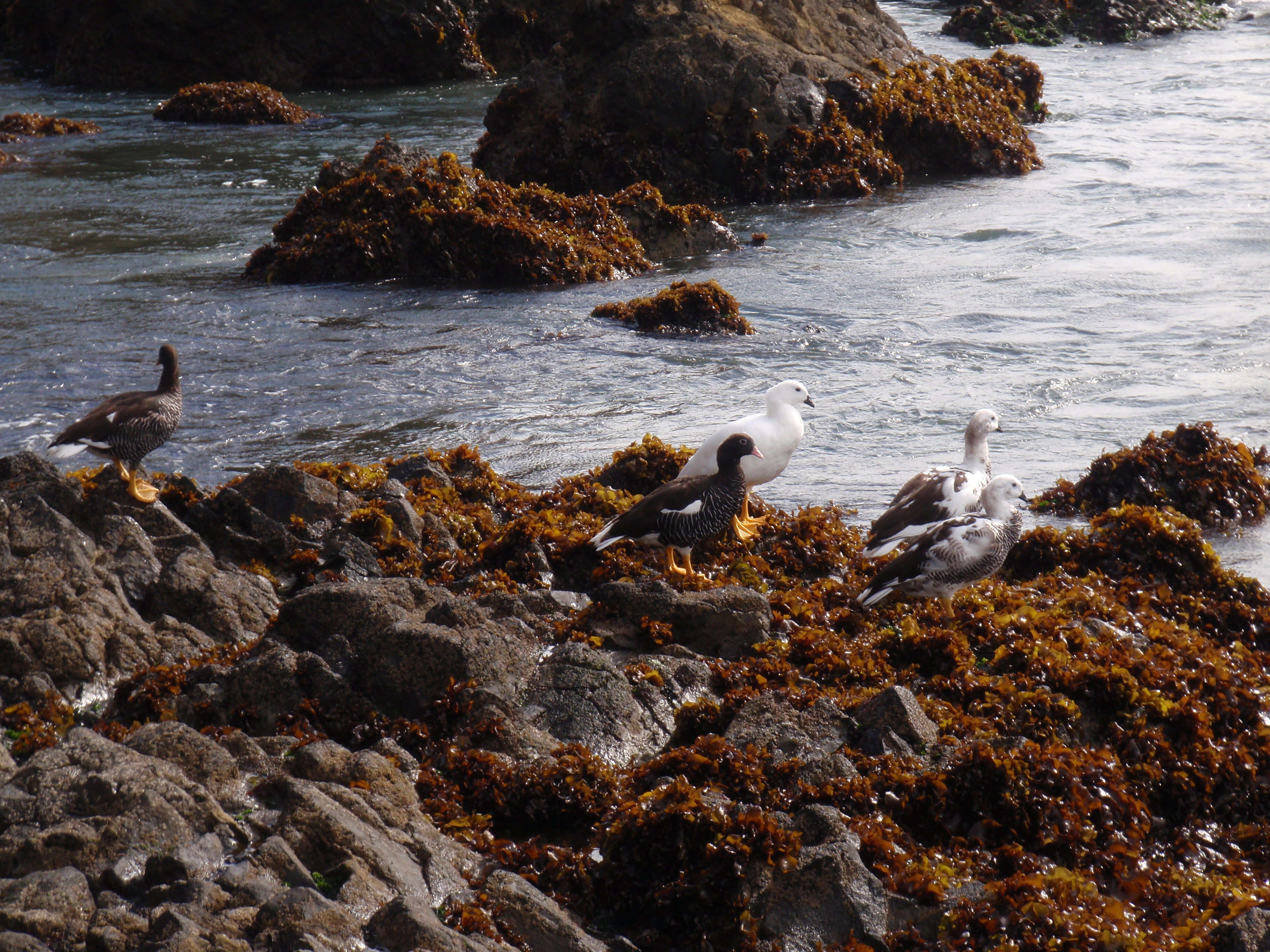 Image of Kelp Goose