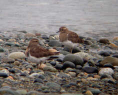 Image of Rufous-chested Dotterel