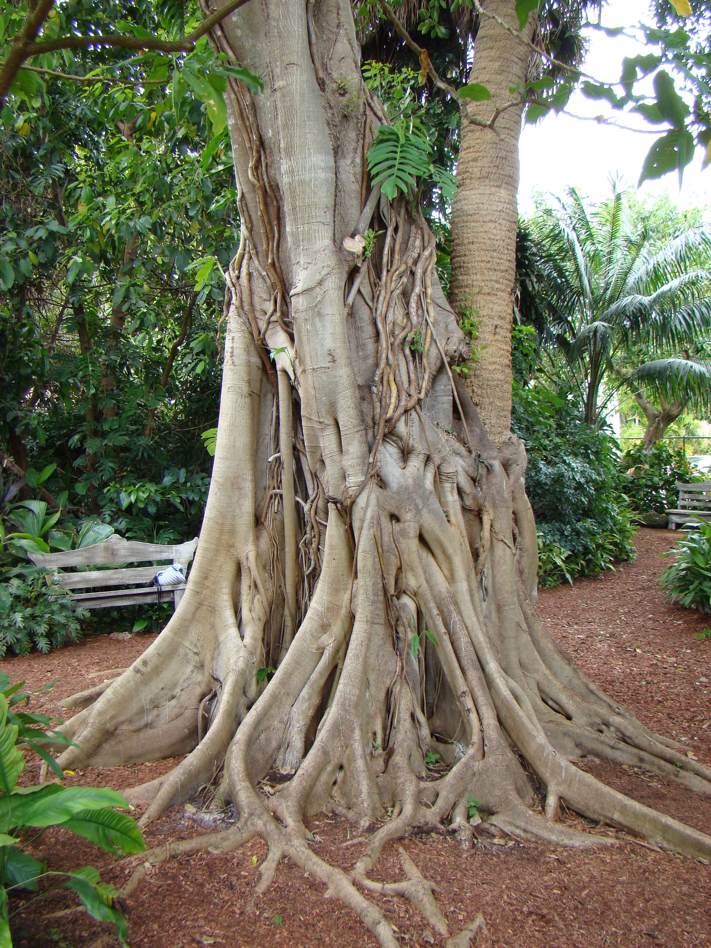 Ficus aurea Nutt.的圖片