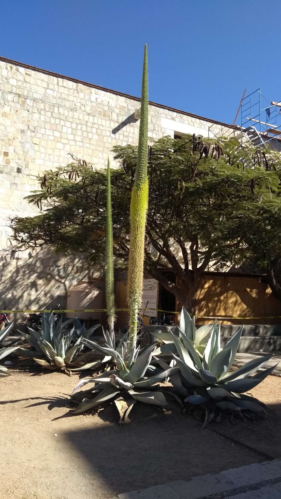 Слика од Agave guiengola Gentry