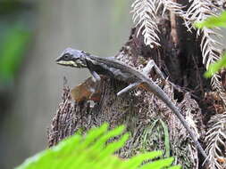 Image of Diploderma polygonatum xanthostomum (Ota 1991)