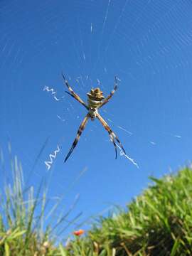 Image of Silver Argiope