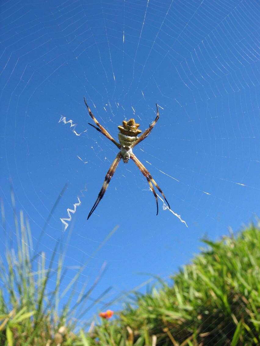 Image of Silver Argiope