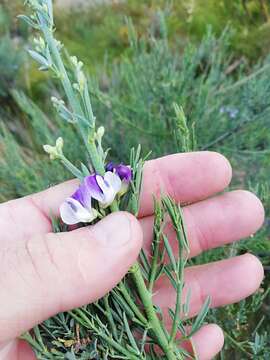 Image de Psoralea verrucosa Willd.