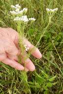 Image of prairie bishop