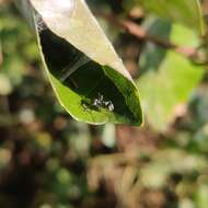 Image de Polyrhachis tibialis Smith 1858