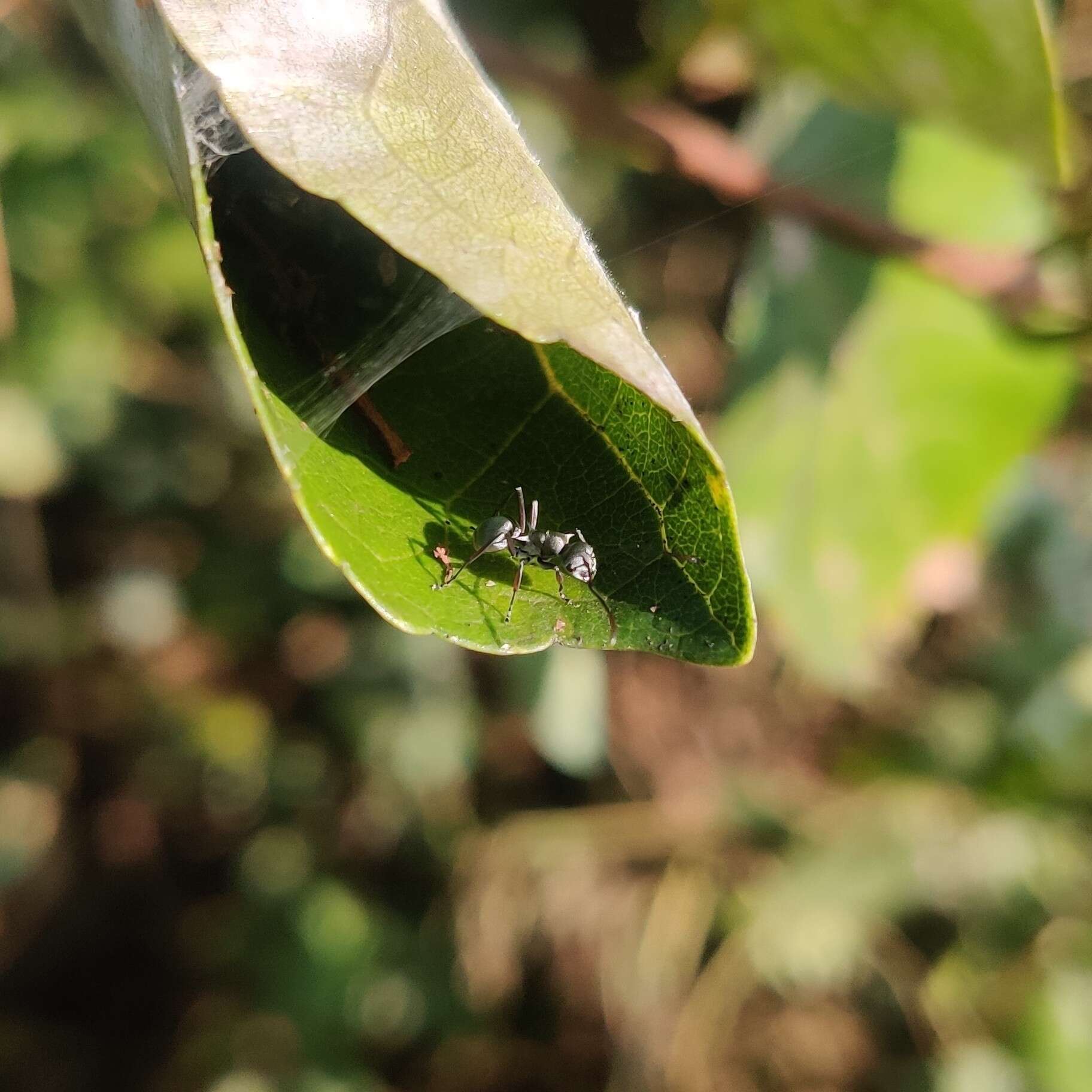 Image de Polyrhachis tibialis Smith 1858