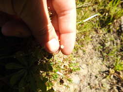 Image de Sabulina californica (A. Gray) Dillenb. & Kadereit