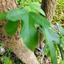 Слика од Passiflora pallida L.