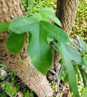 Imagem de Passiflora pallida L.