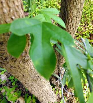 Image of corkystem passionflower