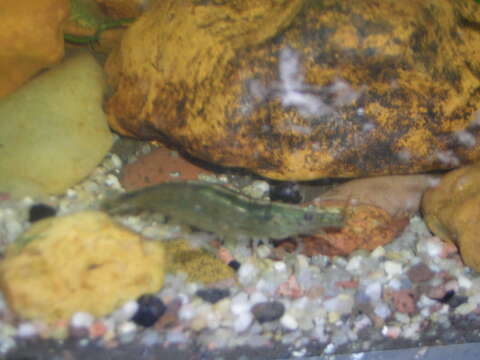 Image of Caridina multidentata