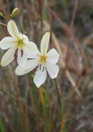 Image of Tritonia bakeri subsp. bakeri