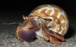 Image of Caribbean hermit crab