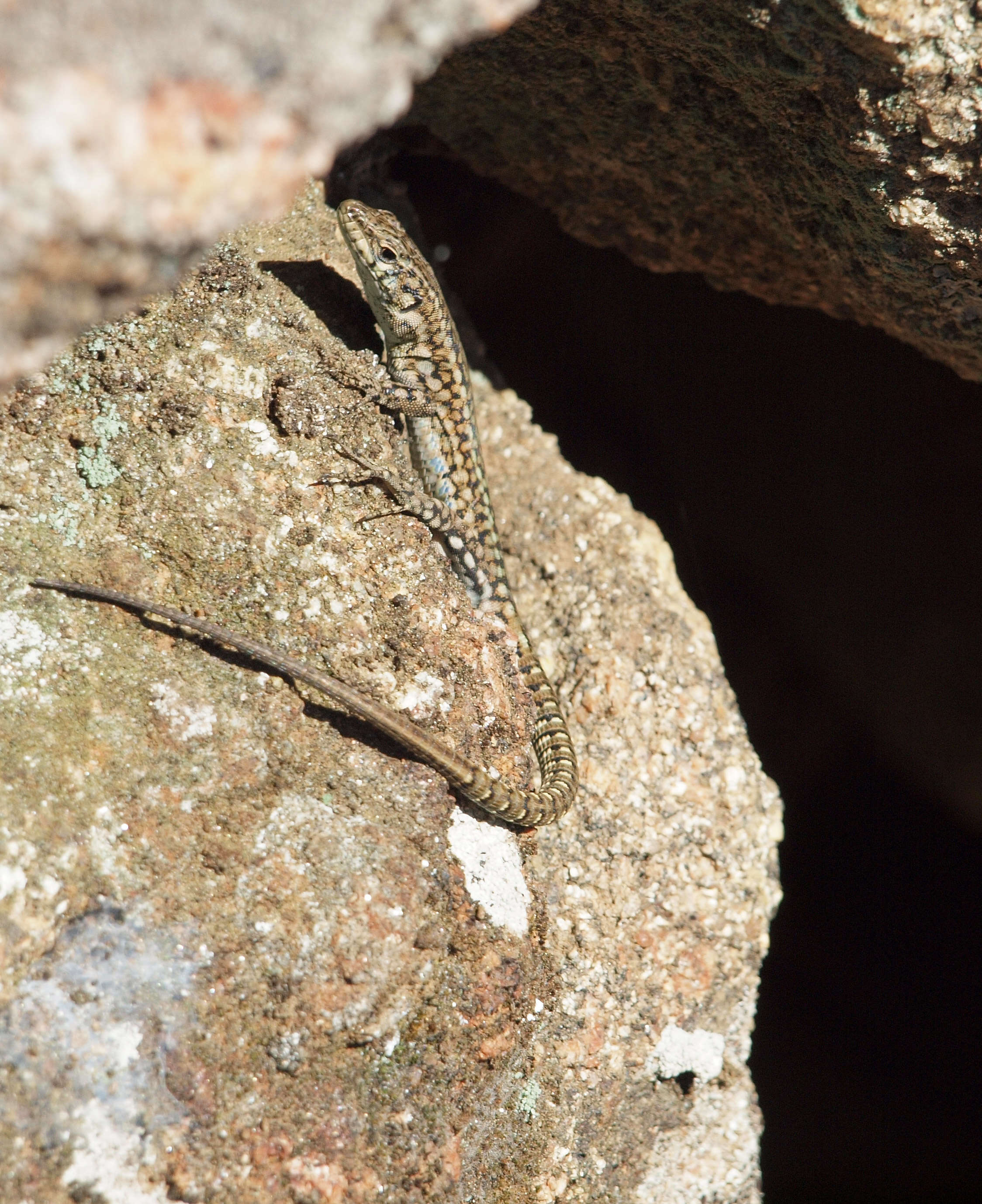 Imagem de Podarcis hispanicus (Steindachner 1870)