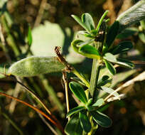 Image of Cytisus procumbens (Willd.) Spreng.