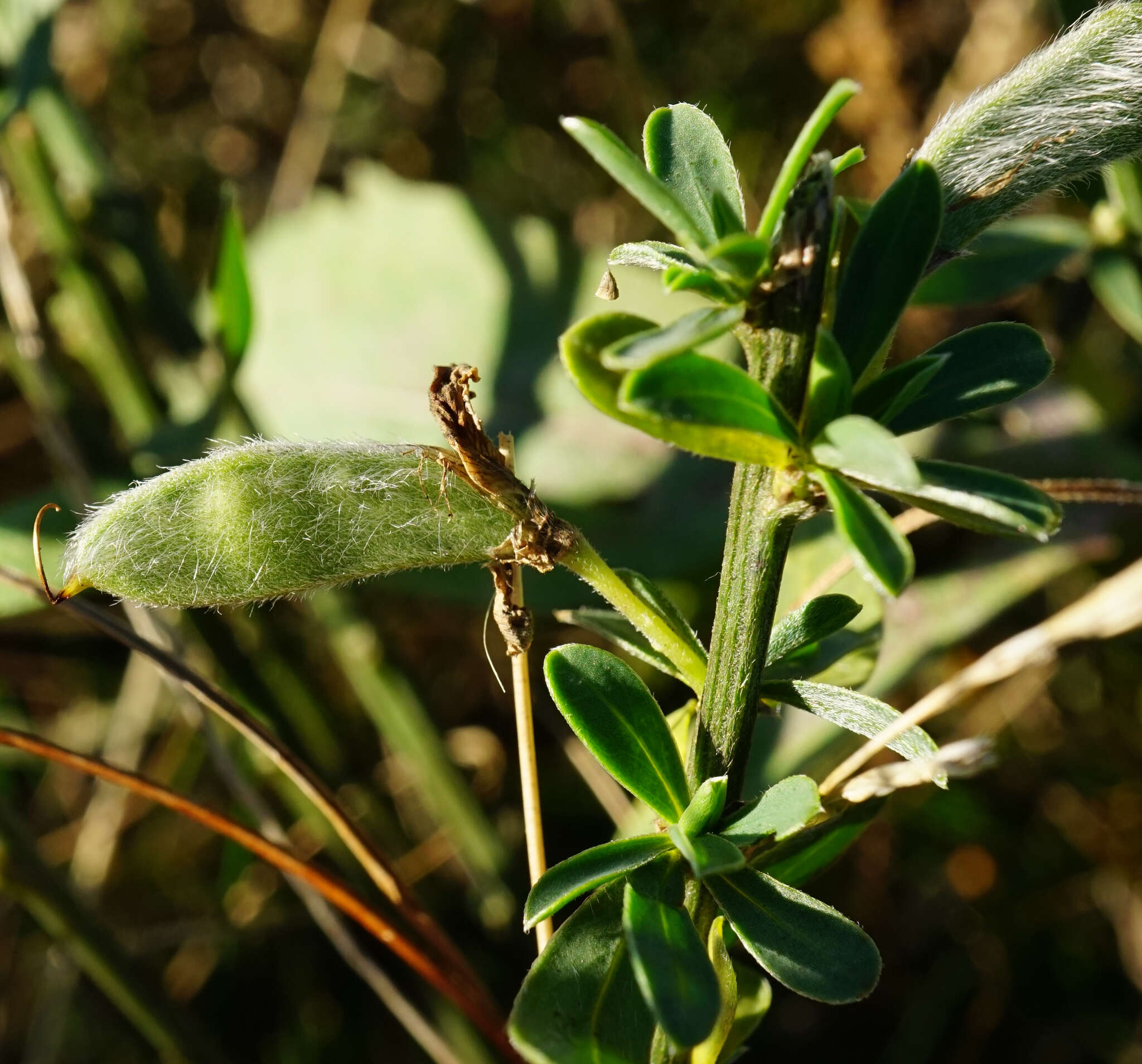 Слика од Cytisus procumbens (Willd.) Spreng.