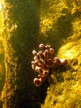 Image of Chalinula molitba (de Laubenfels 1949)