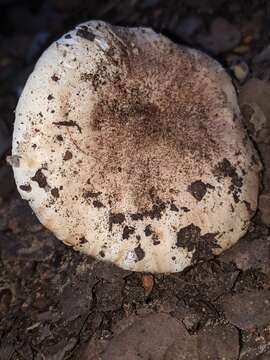 Image of Tricholoma manzanitae T. J. Baroni & Ovrebo 1983