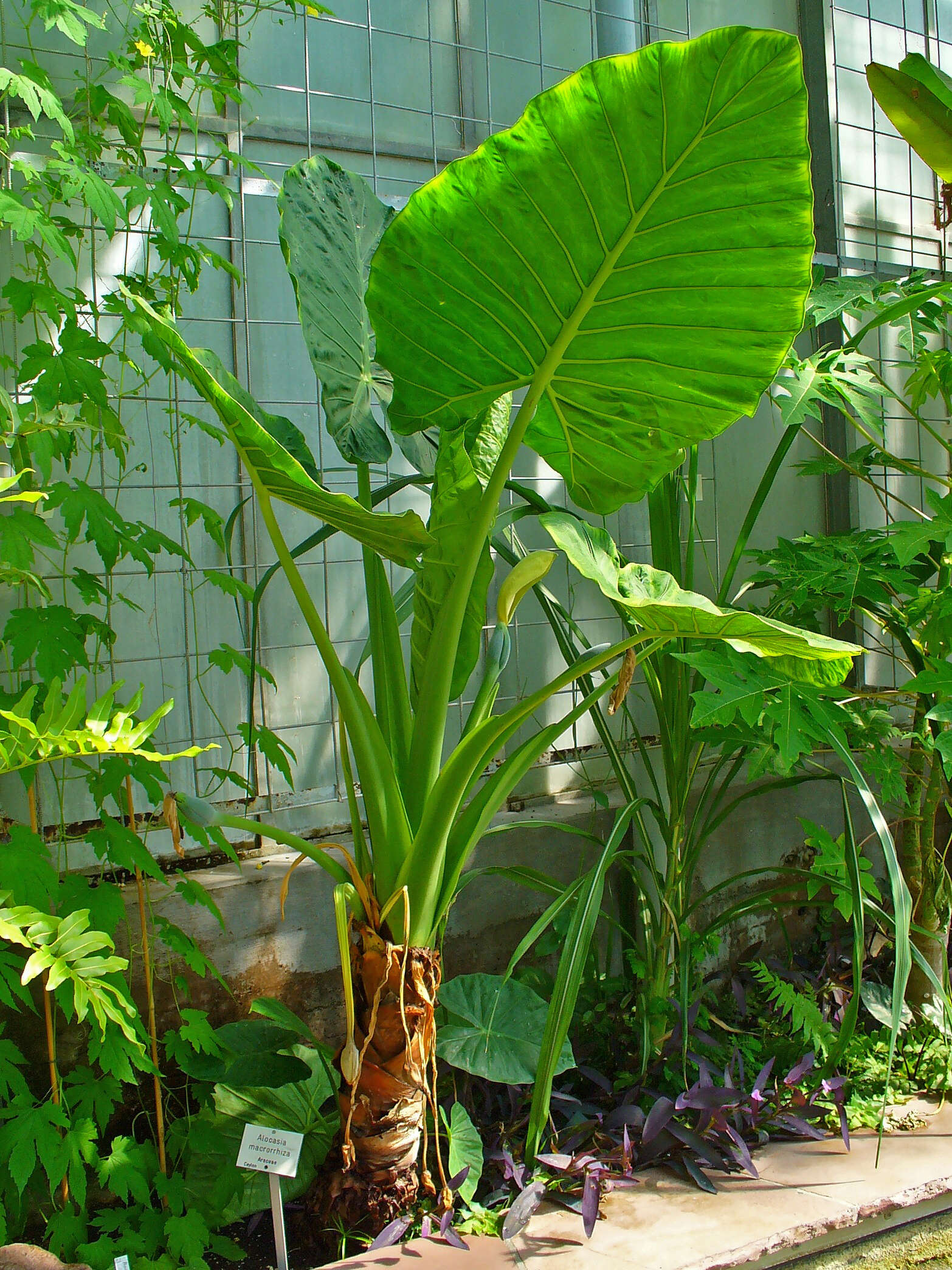 Image of giant taro