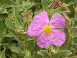 Imagem de Cistus albidus L.