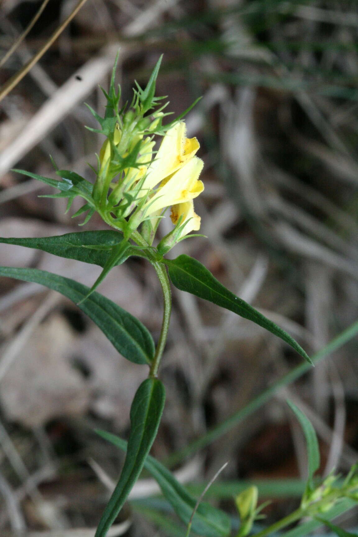 Image of common cow-wheat