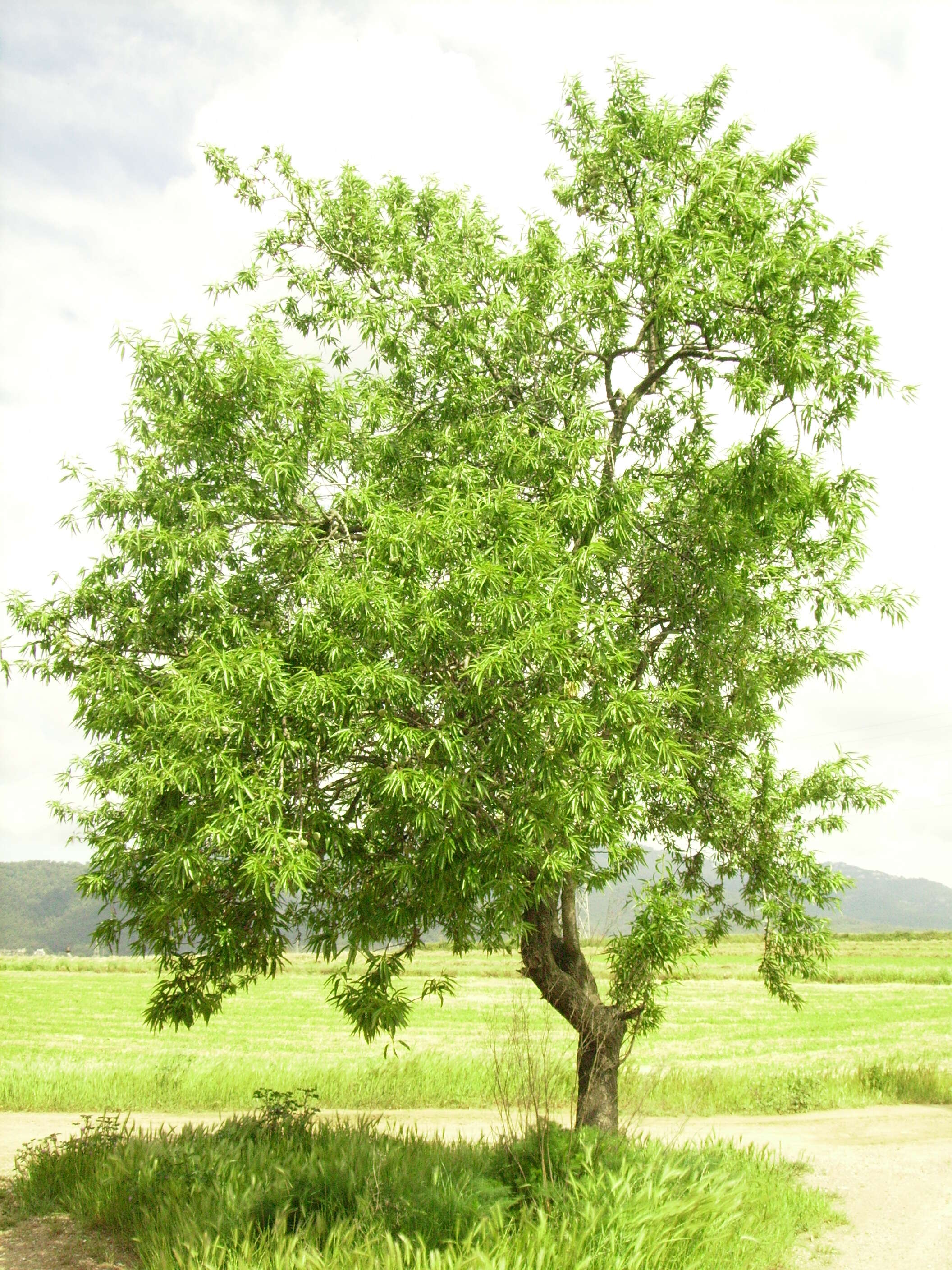 Image of flowering almond