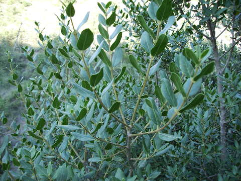 Image de Phillyrea latifolia L.