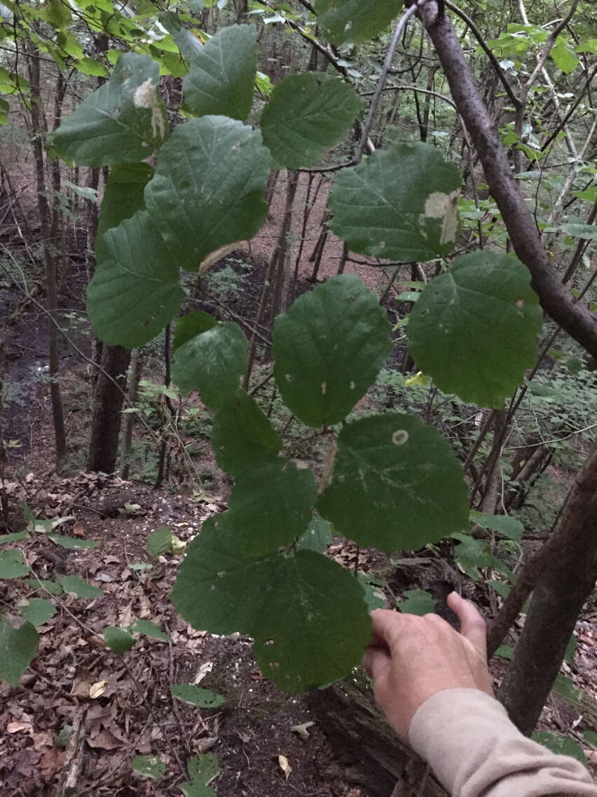 Image of American witchhazel