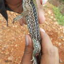 Image de Ameiva praesignis (Baird & Girard 1852)