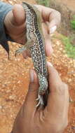 Imagem de Ameiva praesignis (Baird & Girard 1852)