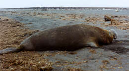 Image of South Atlantic Elephant-seal