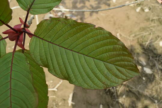 Image of Mitragyna speciosa (Korth.) Havil.