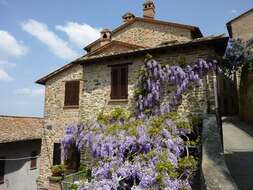 Image of Chinese wisteria