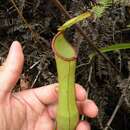 Image of Nepenthes sharifah-hapsahii J. H. Adam & Hafiza